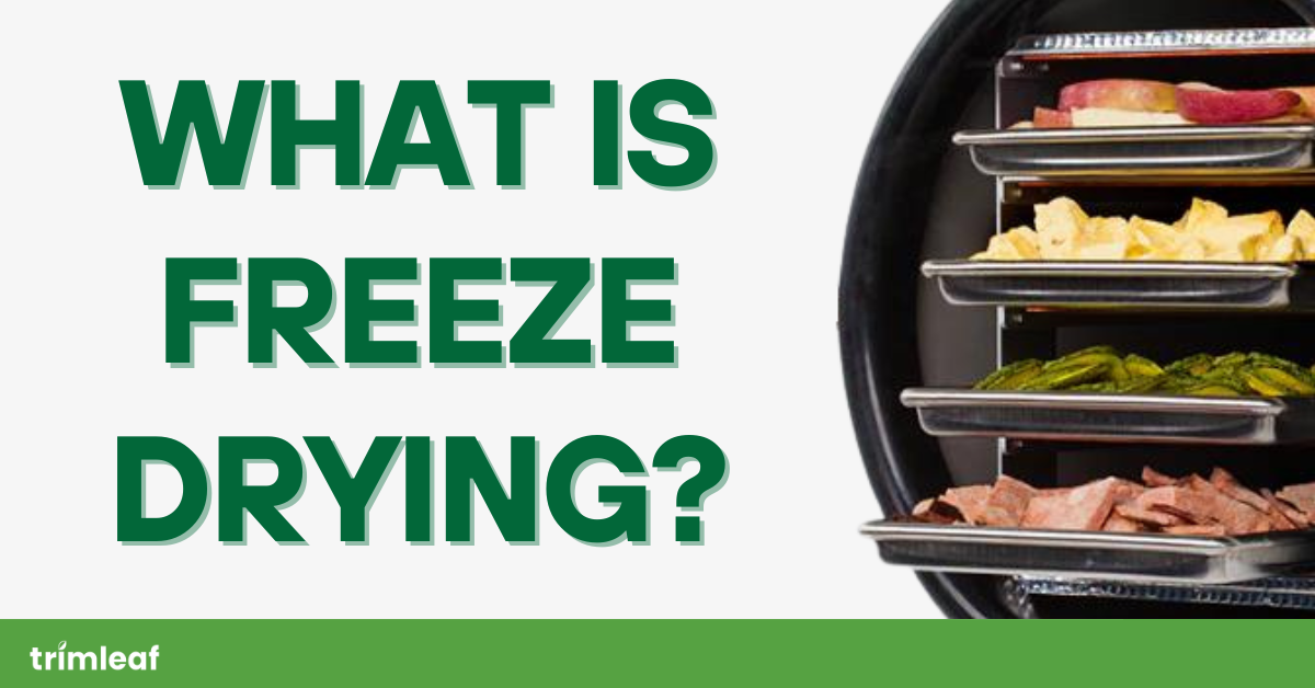 What is Freeze Drying?